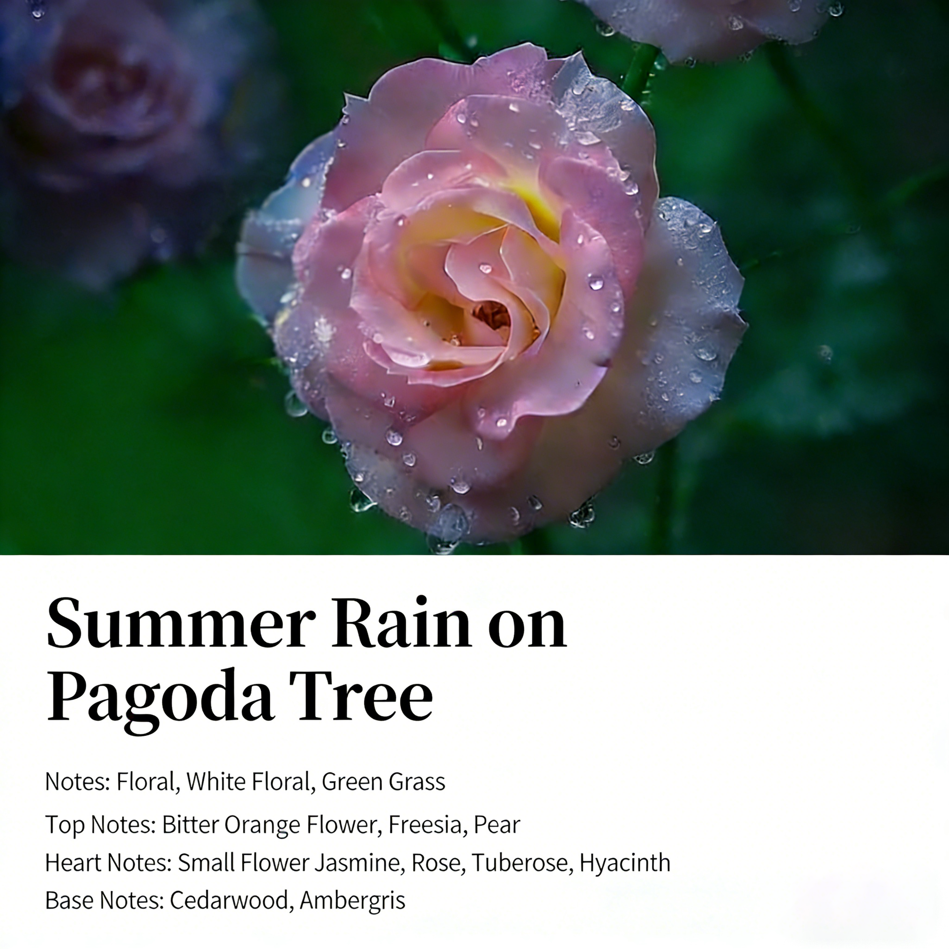 Wizard of Oz Volcanic Stone Diffuser: Nature-Infused Aromatherapy Art | 180 Days Long-Lasting Scent, Everlasting Flowers & Crystals, Multi-Use for Fragrance, Decoration & Relaxation