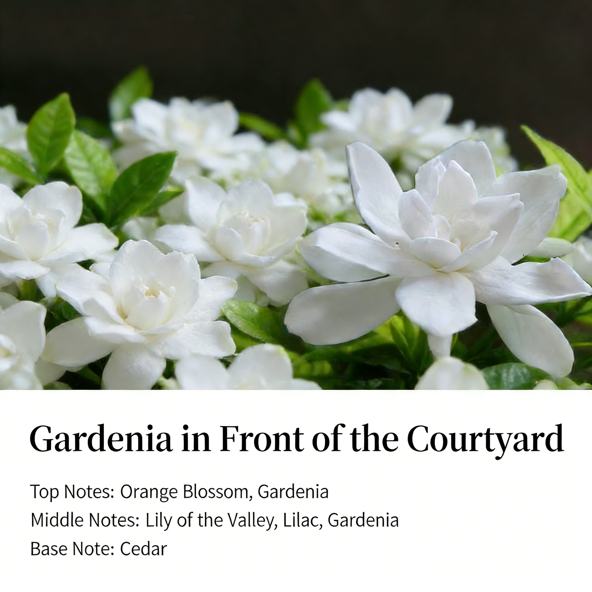 Wizard of Oz Volcanic Stone Diffuser: Nature-Infused Aromatherapy Art | 180 Days Long-Lasting Scent, Everlasting Flowers & Crystals, Multi-Use for Fragrance, Decoration & Relaxation